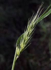 Image of Elymus glabriflorus