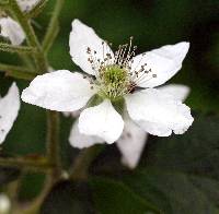 Image of Rubus allegheniensis