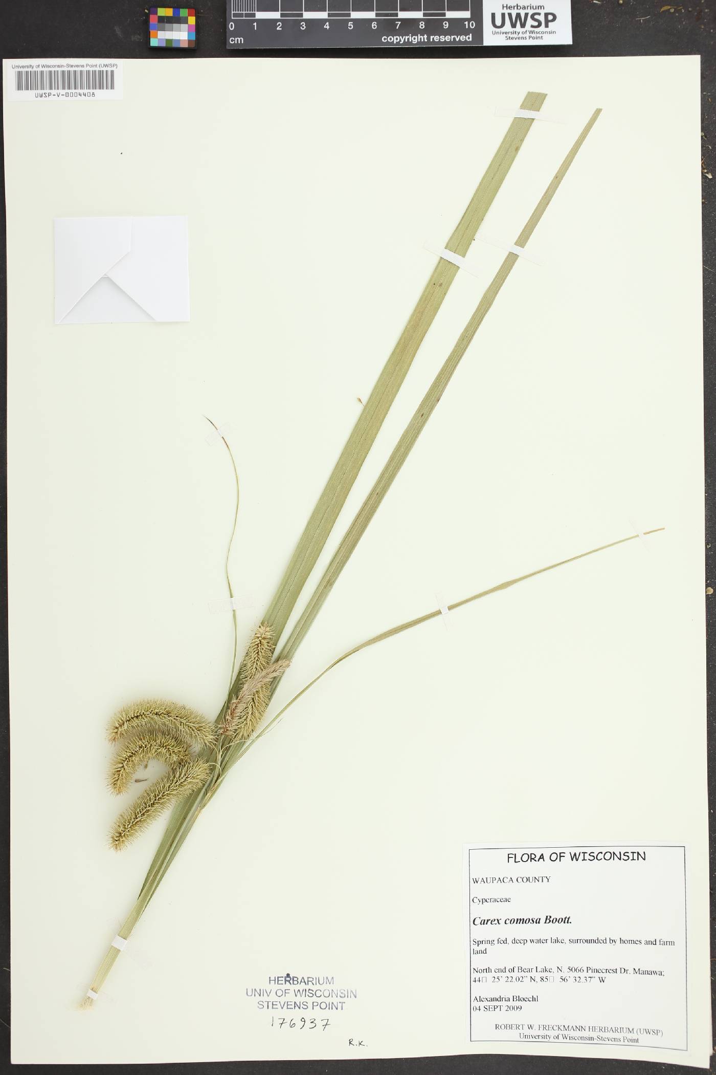 Carex comosa image