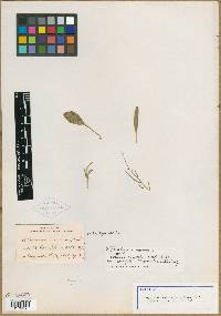 Thelypodium ovalifolium image
