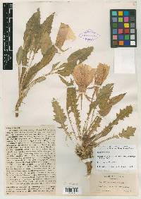 Anogra longiflora image