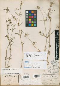 Crusea psyllioides image