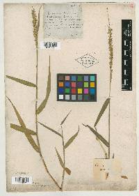 Image of Digitaria gibbosa