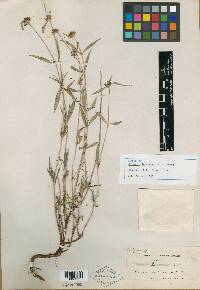 Borreria lagunensis image