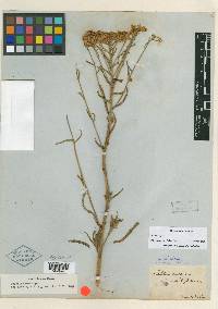 Achillea multiflora image