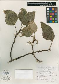 Image of Populus simaroa