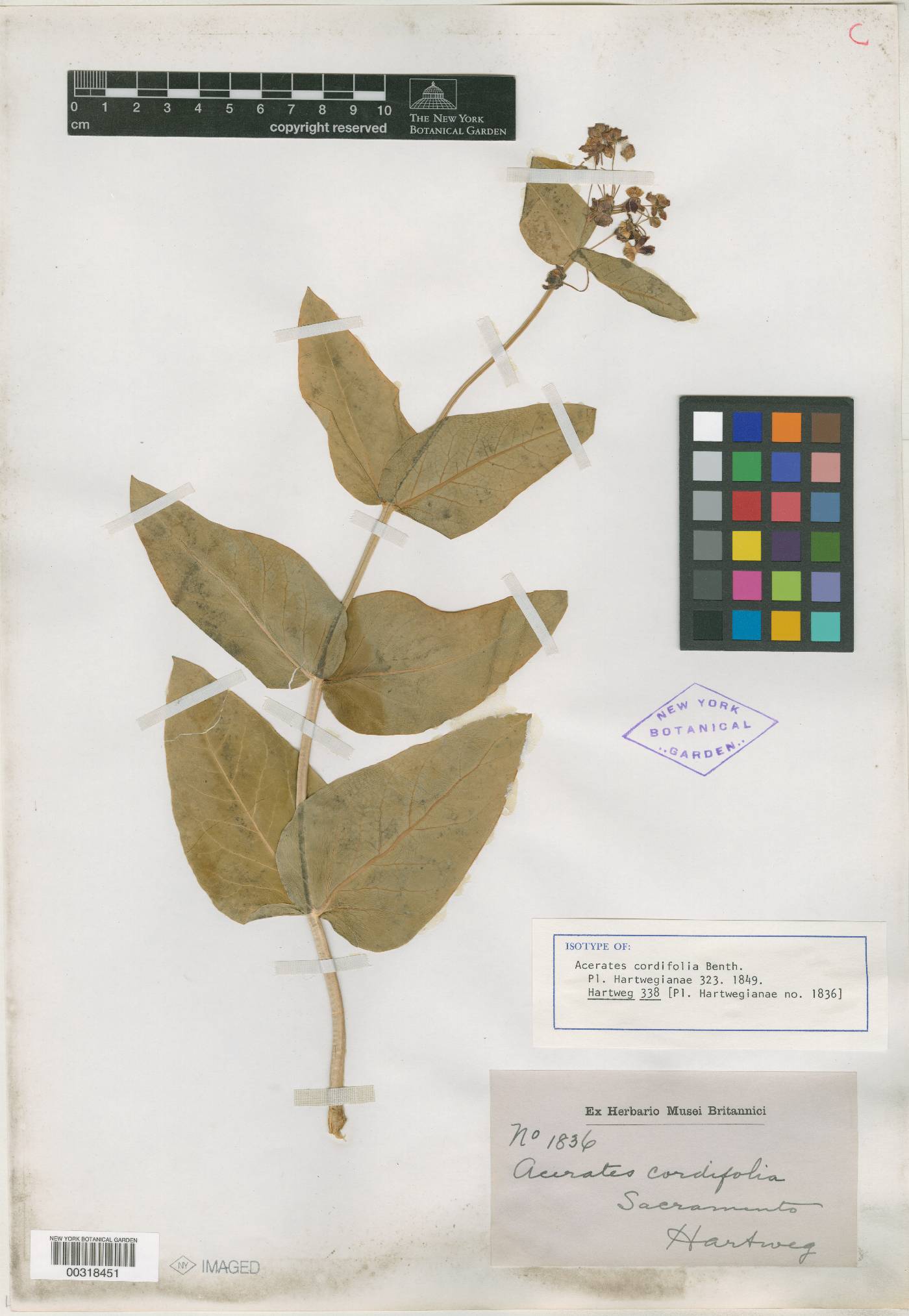 Acerates cordifolia image
