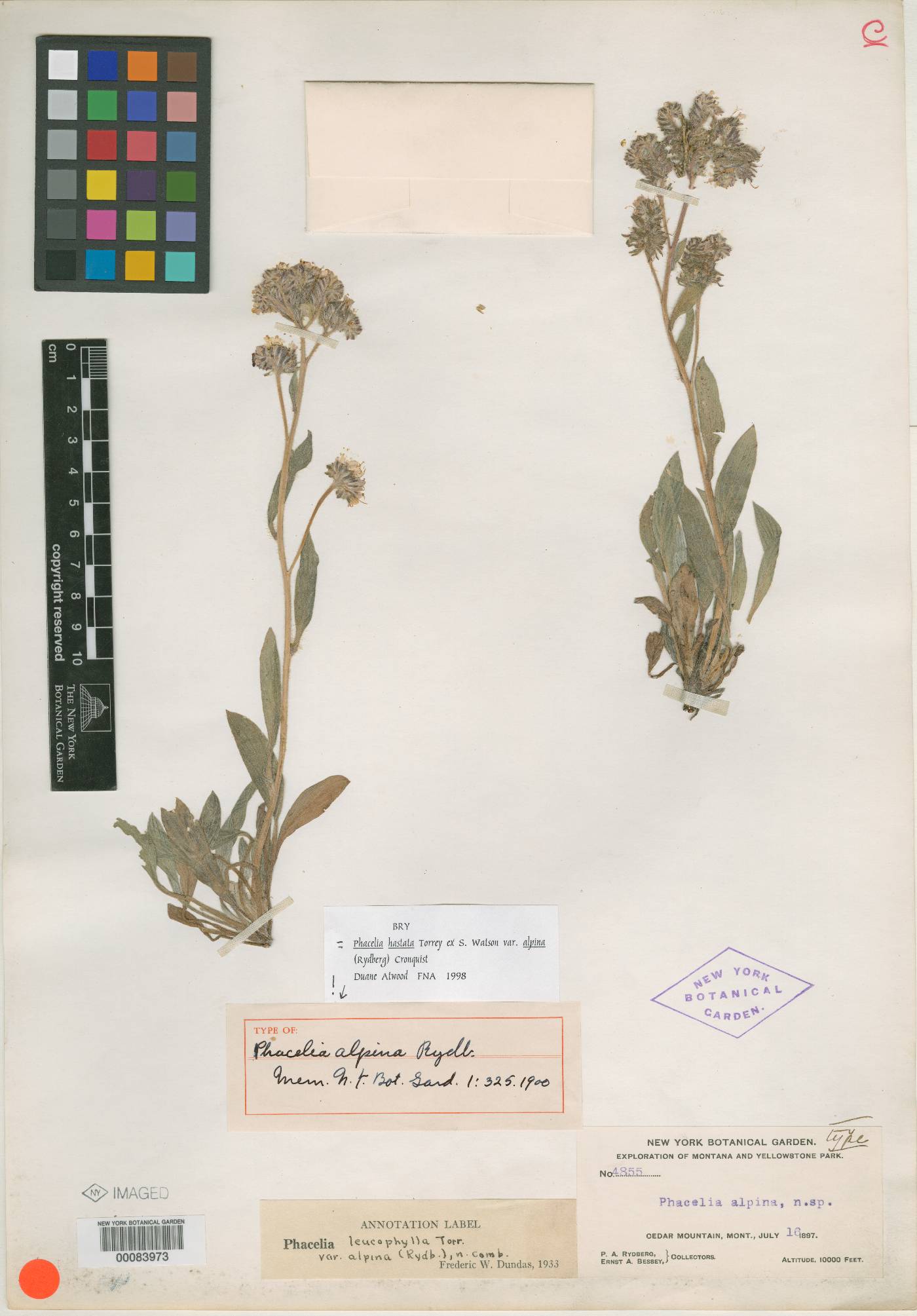 Phacelia alpina image