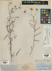 Heliomeris longifolia var. longifolia image
