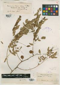 Leucaena lanceolata image