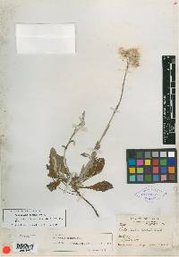 Antennaria greenei image