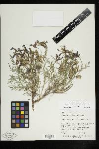 Astragalus eastwoodiae image