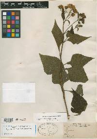 Viguiera adenophylla image
