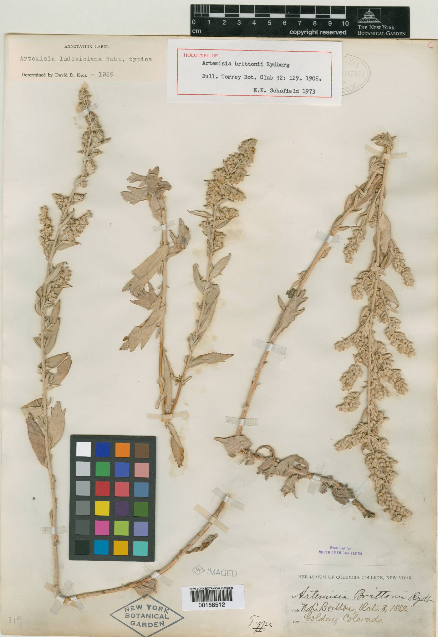 Artemisia brittonii image