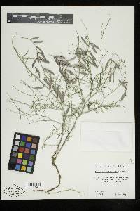 Astragalus duchesnensis image