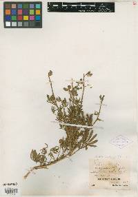 Lupinus clementinus image