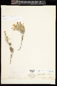 Linanthus watsonii image