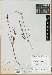 Dianthera crassifolia image