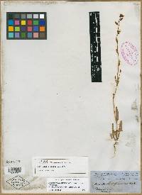 Thelypodium flavescens image