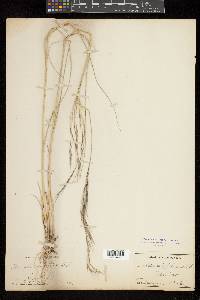 Aristida setifolia image