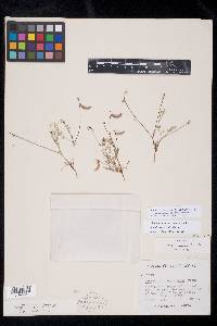 Astragalus pauperculus image