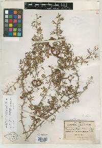 Acacia biaciculata image