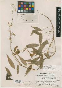 Image of Galactia acuminata