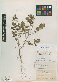 Image of Solanum papita