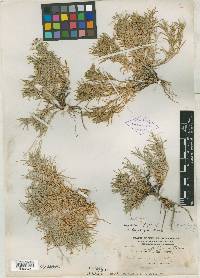 Phlox dasyphylla image