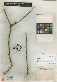 Image of Zanthoxylum ciliatum