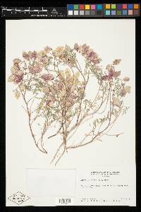 Astragalus nutans image