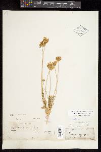 Gaillardia arizonica image