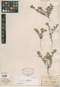 Heliotropium pringlei image