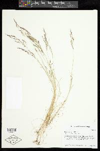 Agrostis avenacea image