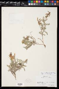 Image of Astragalus potosinus