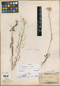 Thelypodium macropetalum image