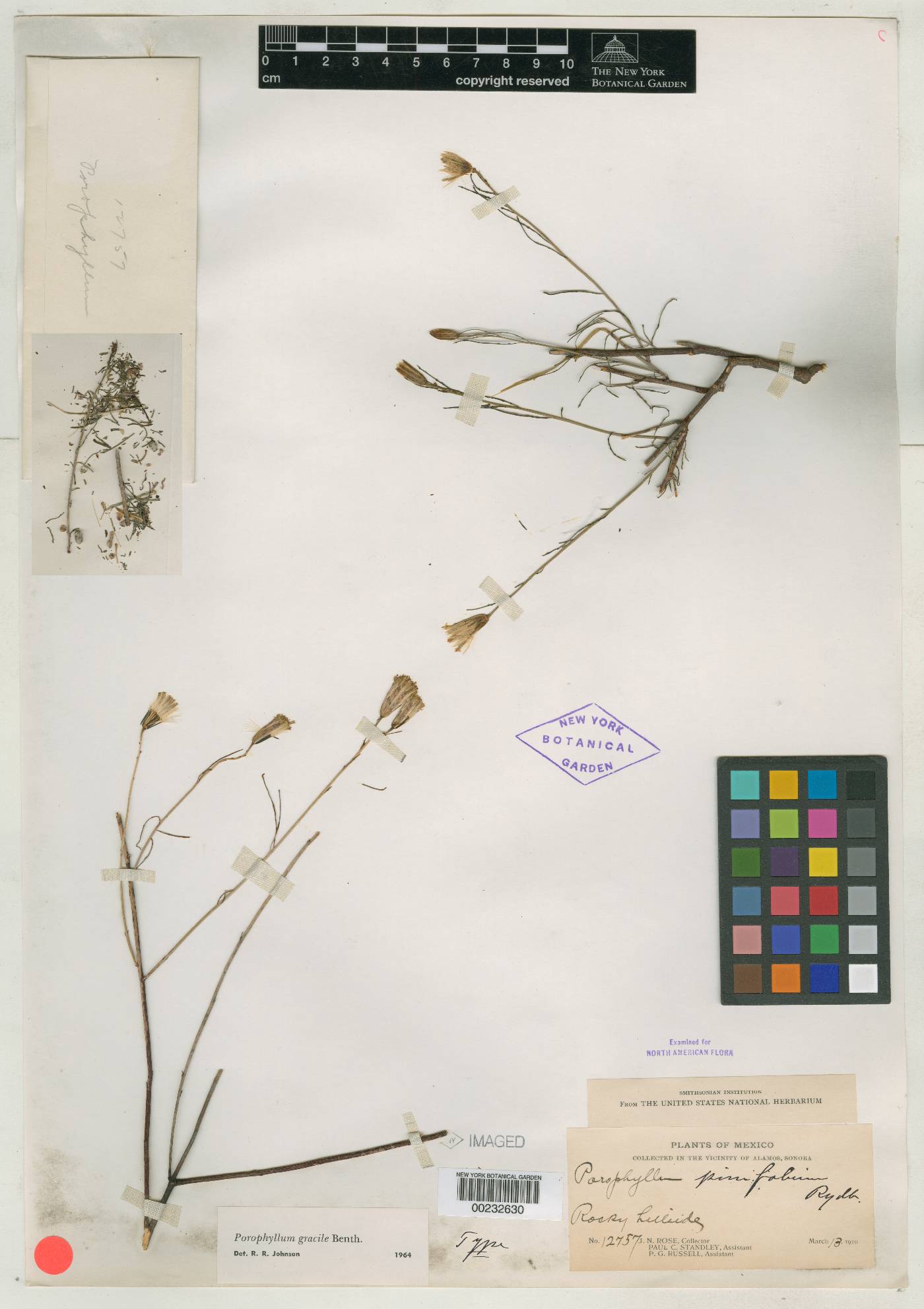 Porophyllum pinifolium image