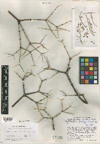 Euphorbia arteagae image