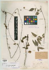 Rubus mississippianus image