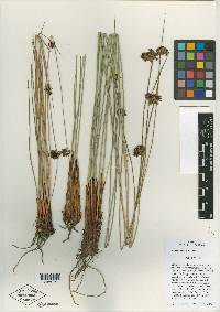 Juncus laccatus image