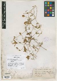 Image of Clematis crux-flava