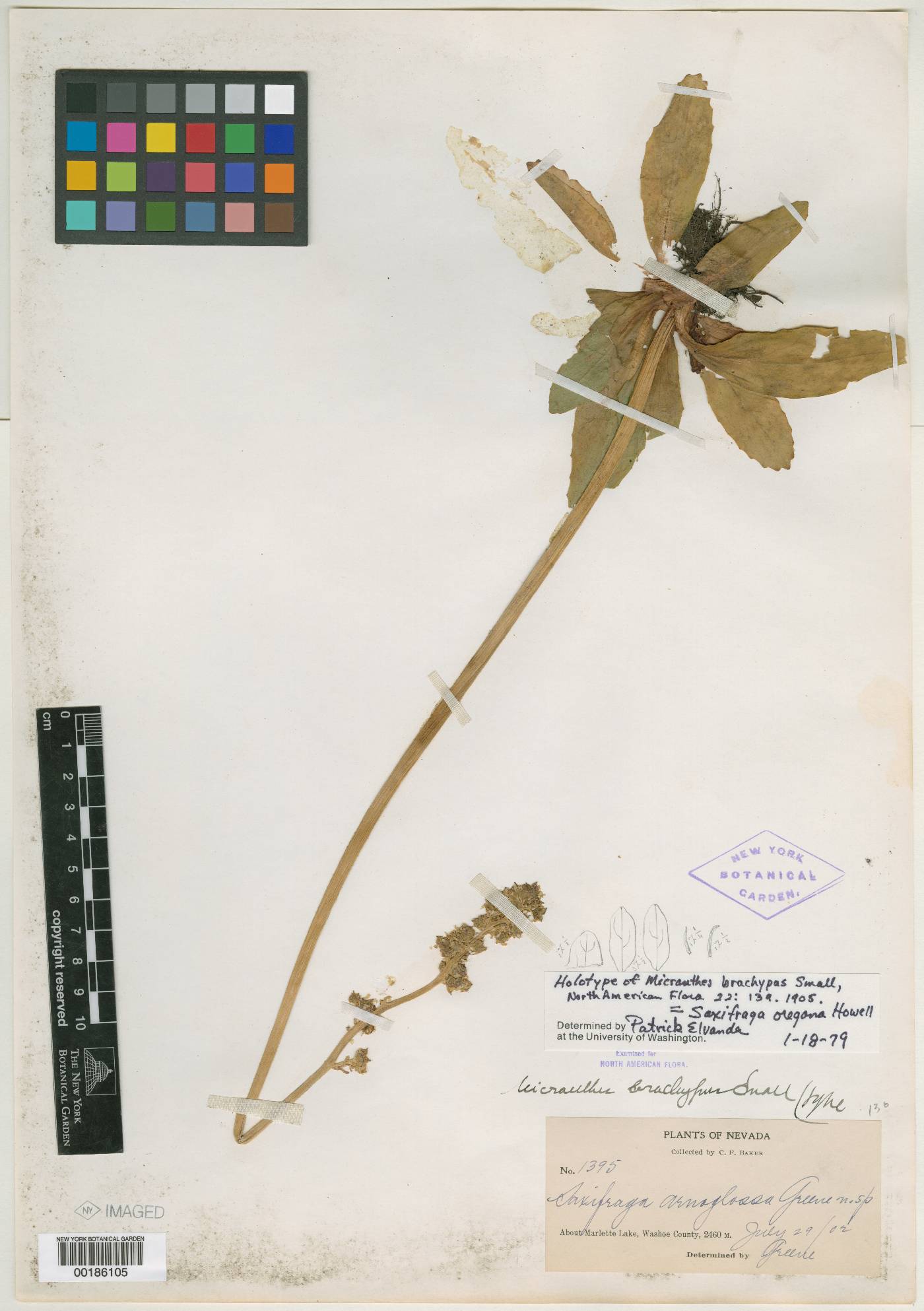Micranthes brachypus image