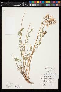 Astragalus reventiformis image