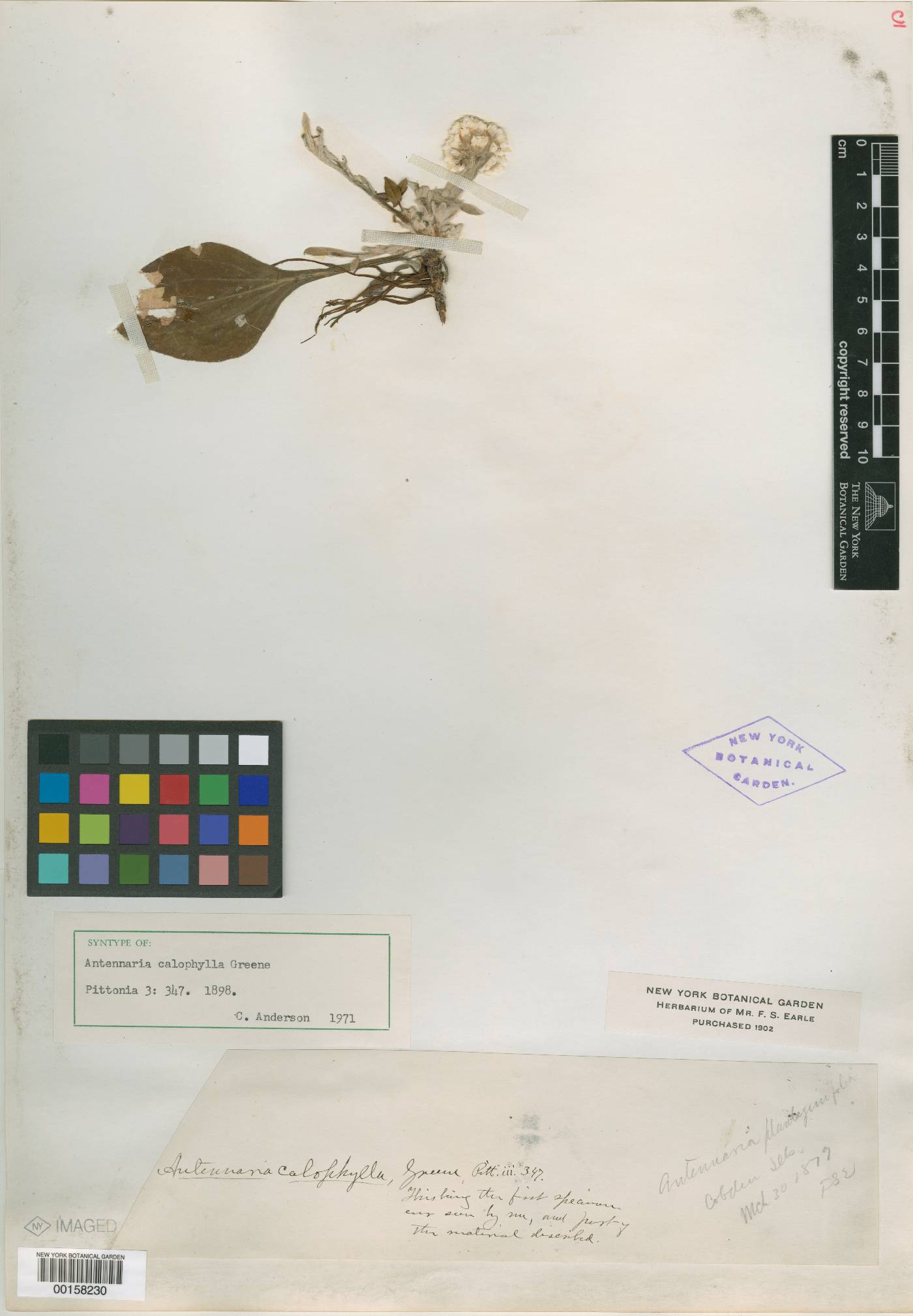 Antennaria calophylla image