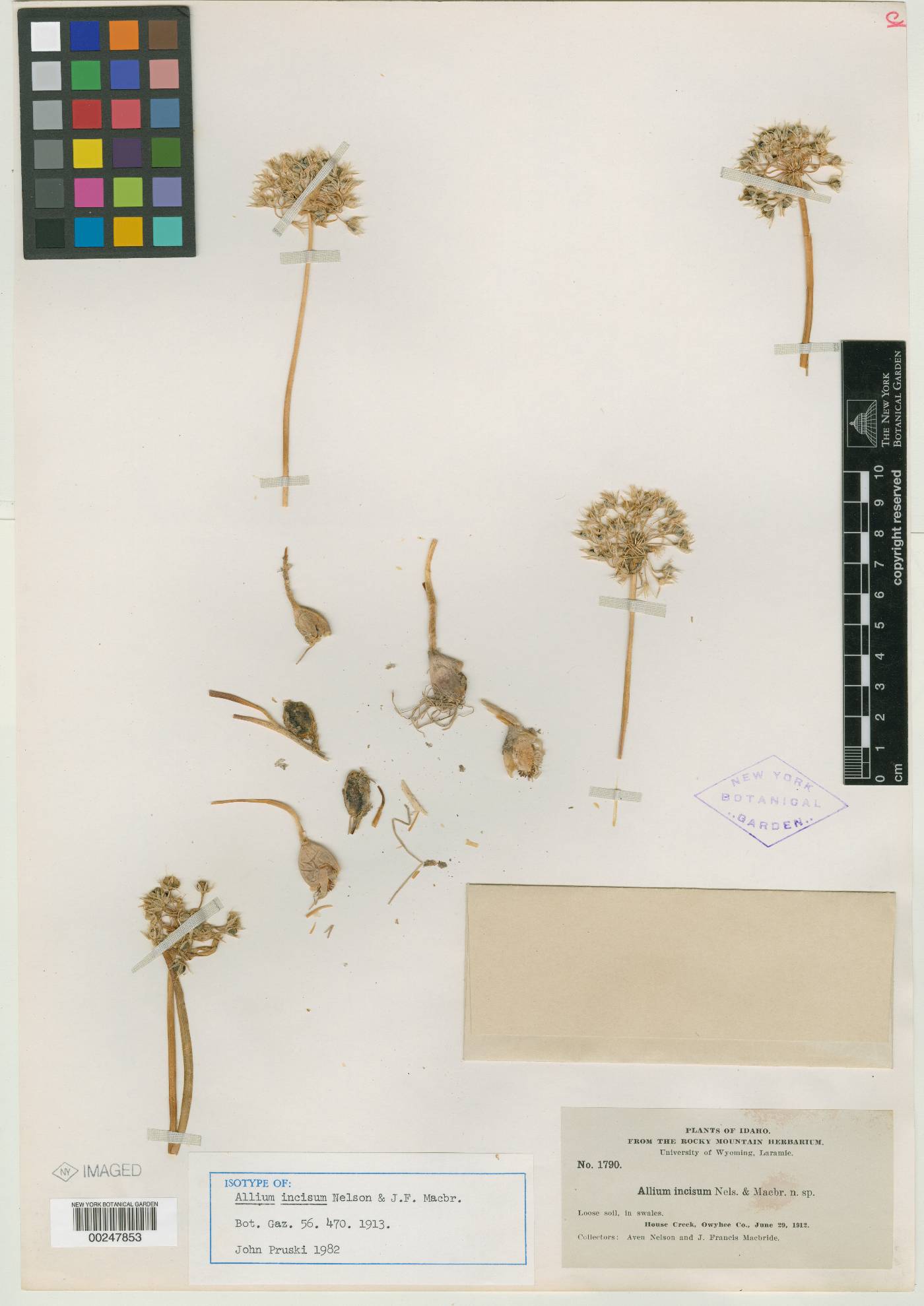 Allium incisum image