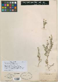 Erigeron lemmonii image