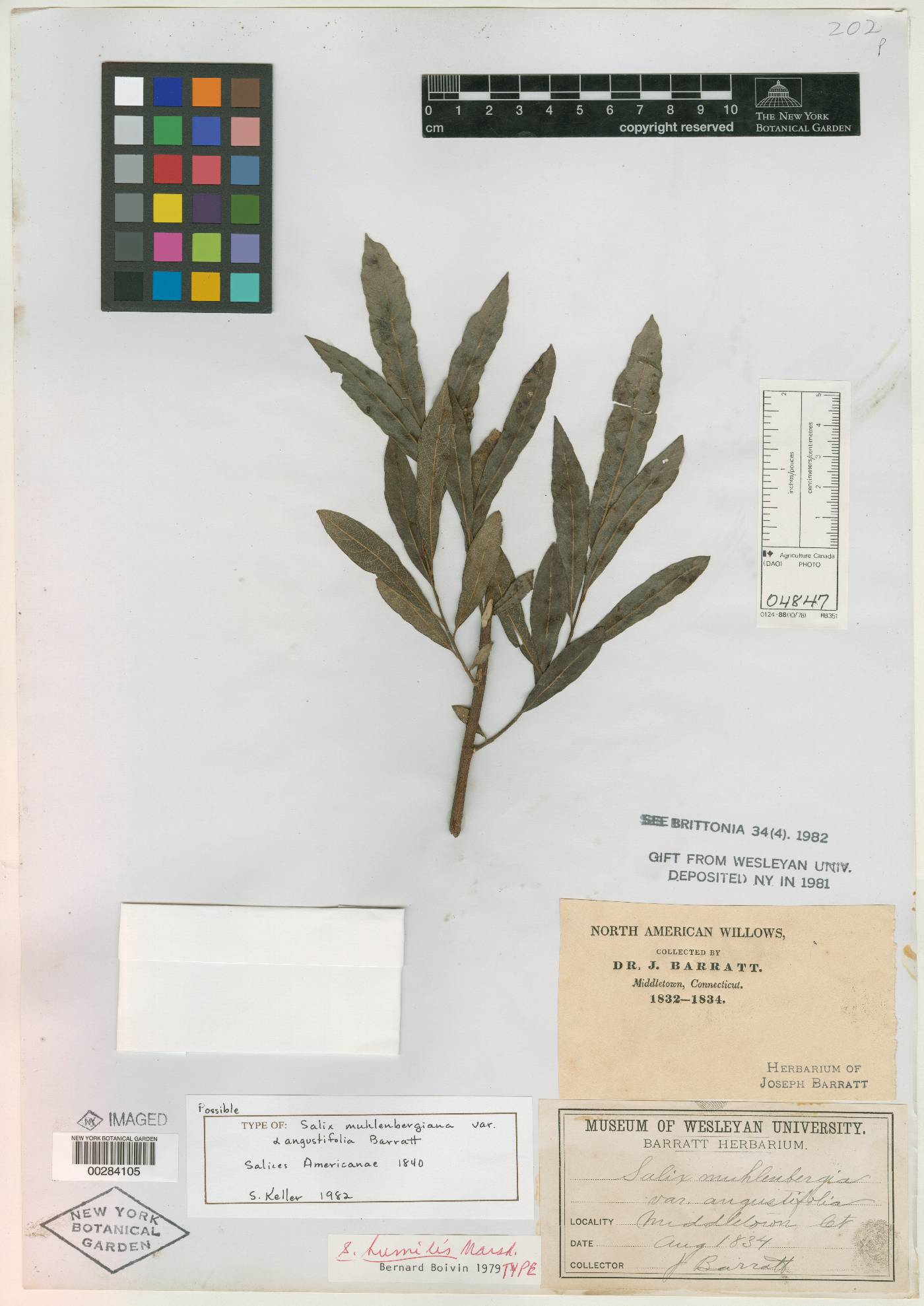 Salix muehlenbergiana image