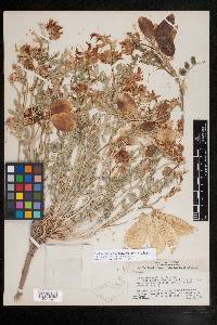 Astragalus oophorus image