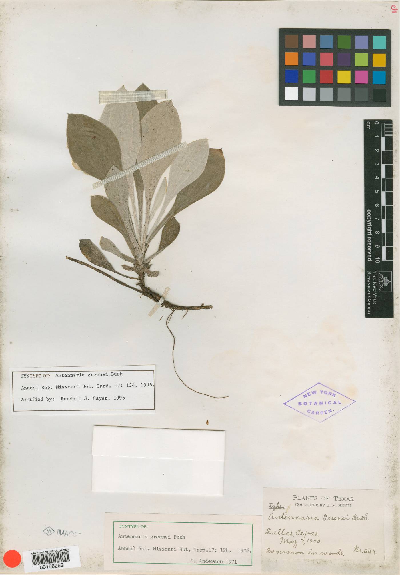 Antennaria greenei image