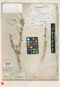 Obione confertifolia image